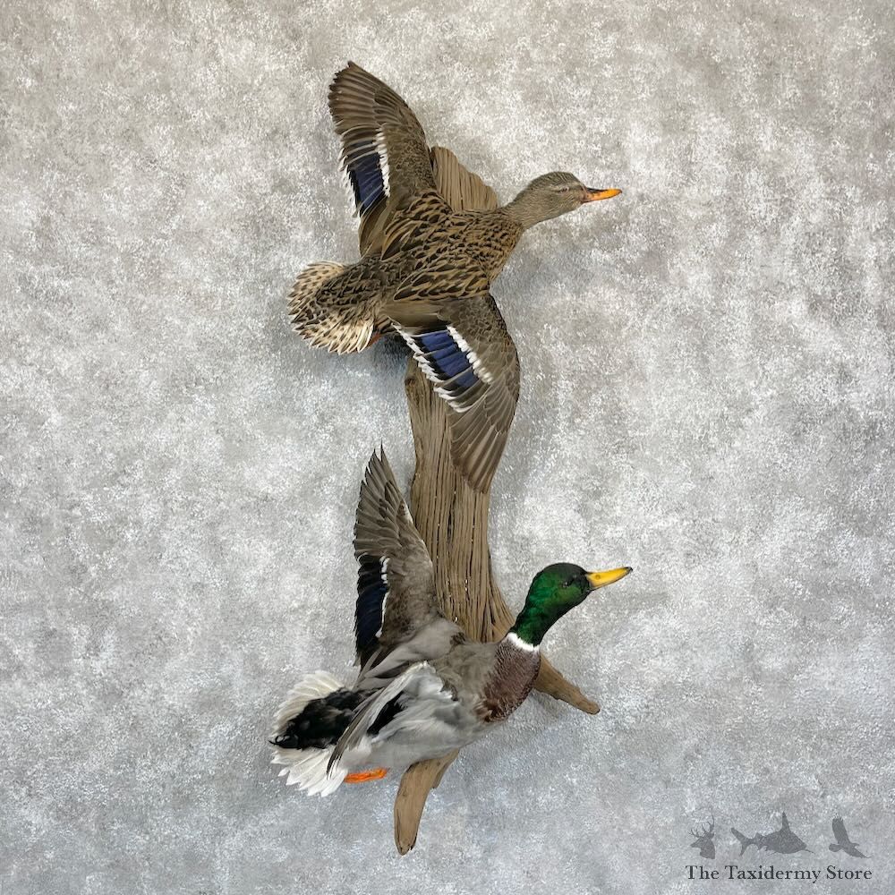 Mallard Drake and Hen Duck Mount For Sale #28188 - The Taxidermy Store