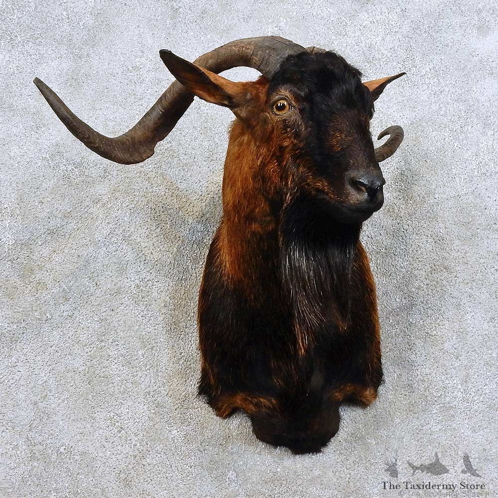 Feral Goat Shoulder Mount For Sale #15908 @ The Taxidermy Store