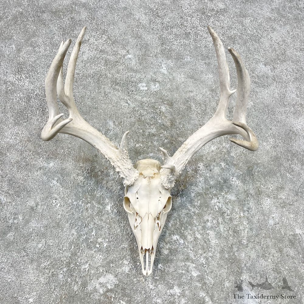 Whitetail Deer Skull European Mount For Sale #26854 @ The Taxidermy Store