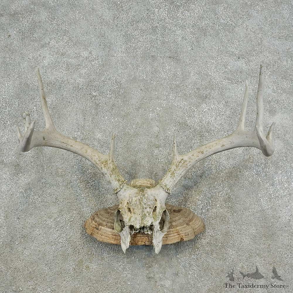 Whitetail Deer Skull & Antler Rustic Mount For Sale #16734 @ The Taxidermy Store
