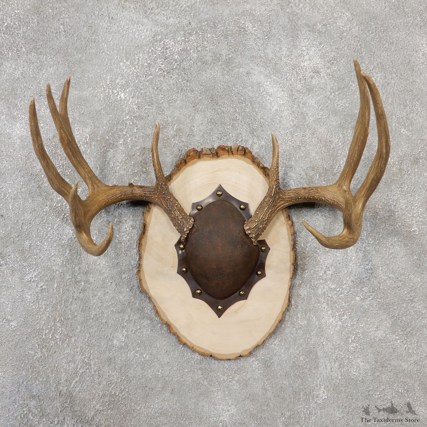 Whitetail Deer Antler Plaque Mount For Sale #19110 @ The Taxidermy Store