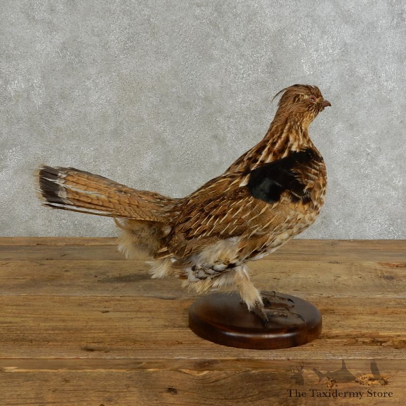 Ruffed Grouse Bird Mount For Sale #17222 @ The Taxidermy Store