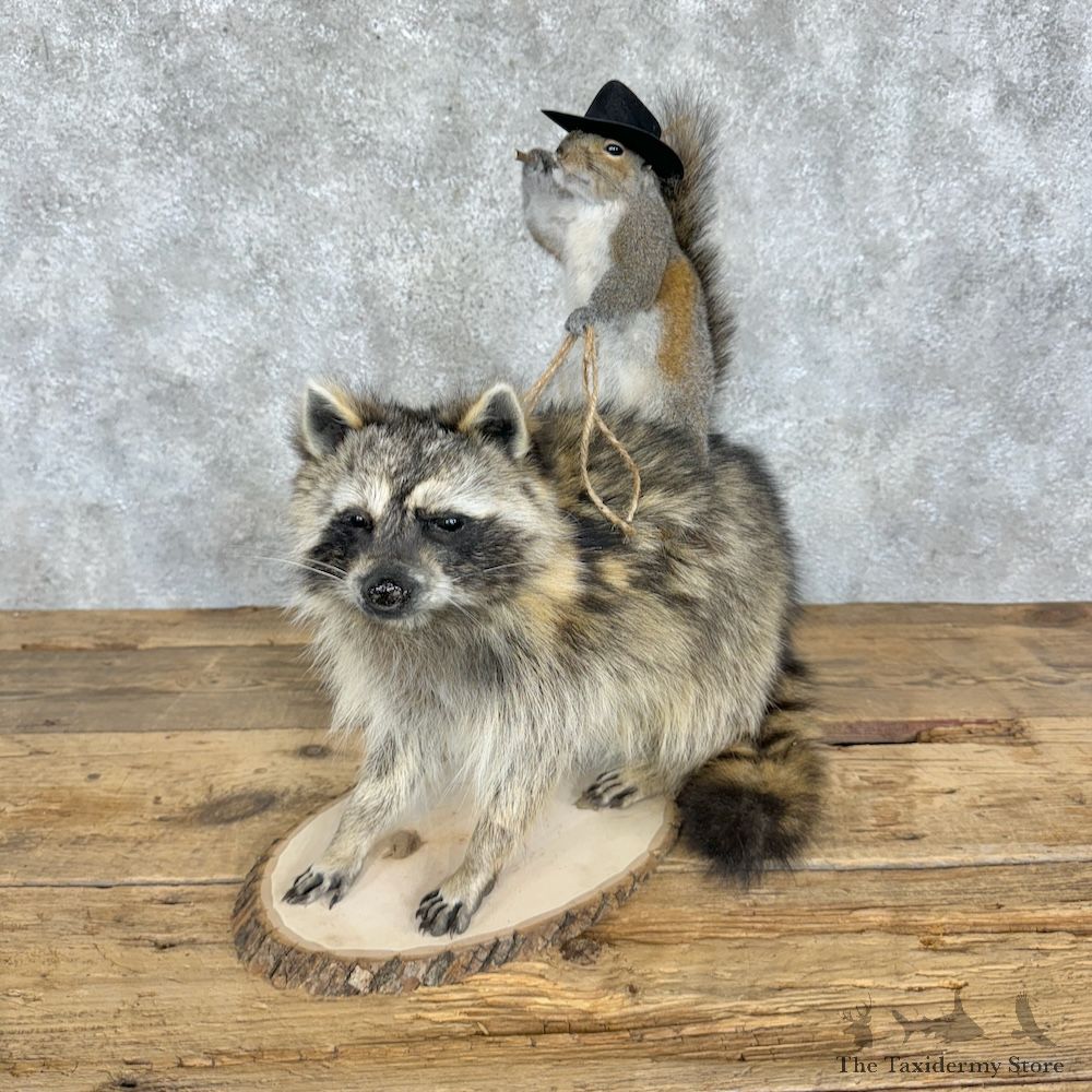 Novelty Grey Squirrel & Raccoon Mount For Sale #29367 @ The Taxidermy Store