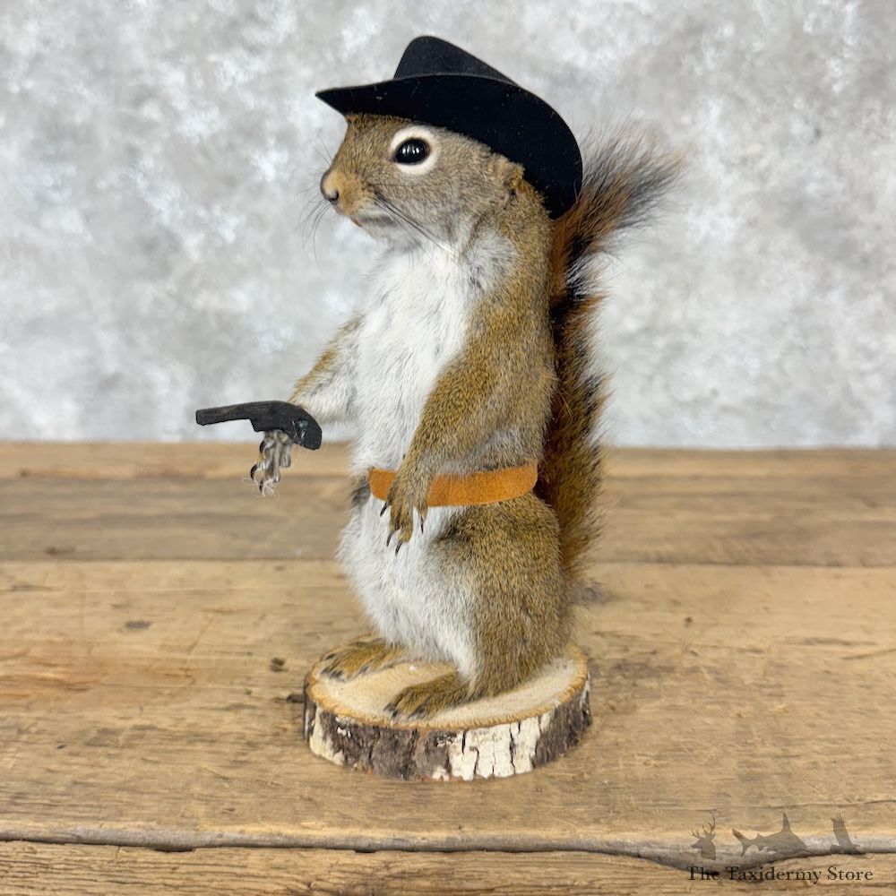 Cowboy Squirrel Novelty Mount For Sale #30214 @ The Taxidermy Store
