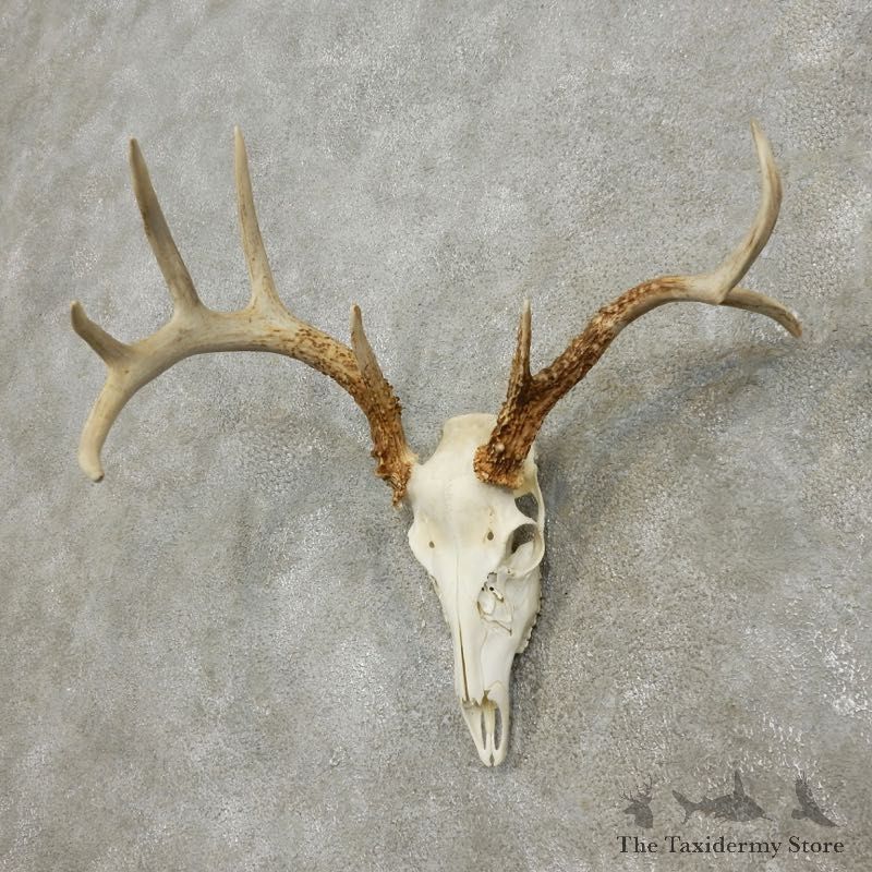 Whitetail Deer Skull European Mount For Sale #17564 @ The Taxidermy Store