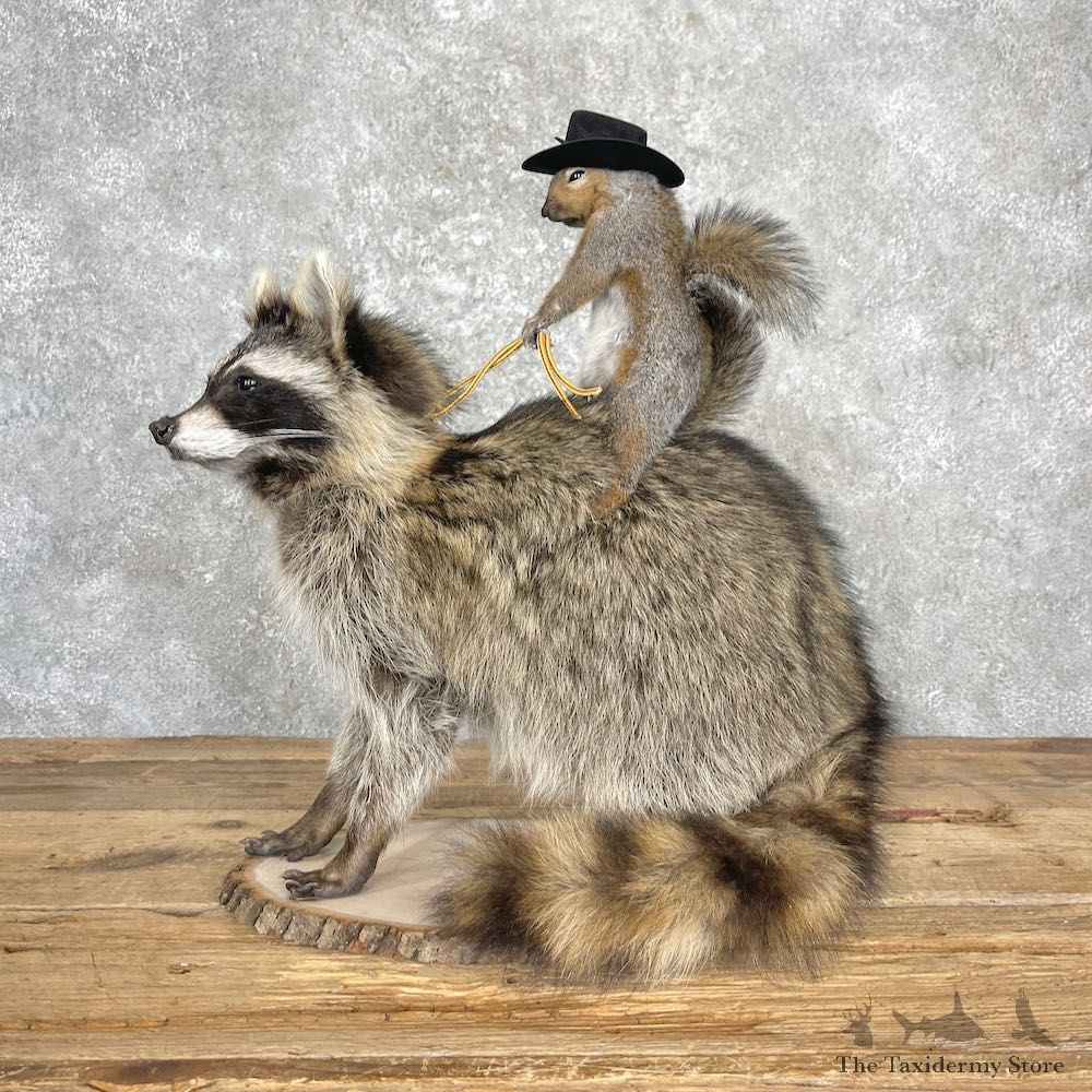 Novelty Grey Squirrel & Raccoon Mount For Sale #27196 @ The Taxidermy Store