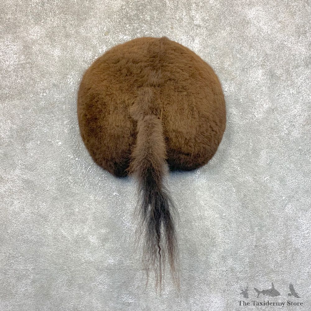 Bison Rump Mount For Sale #23938 @ The Taxidermy Store