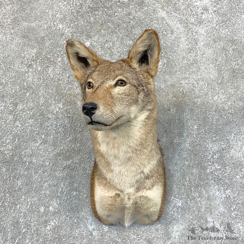 Coyote Shoulder Taxidermy Mount #22721 @ The Taxidermy Store