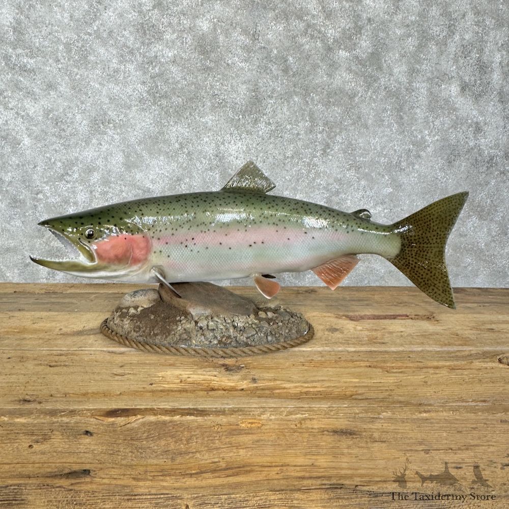Rainbow Trout Fish Mount For Sale #29832 @ The Taxidermy Store