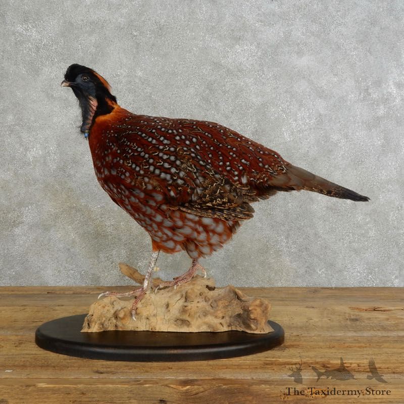 Temminck's Tragopan Pheasant Taxidermy Bird Mount #17214 For Sale @ The Taxidermy Store