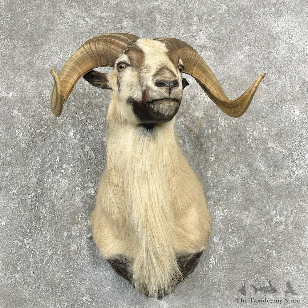 Painted Desert Ram Mount For Sale #26257 - The Taxidermy Store