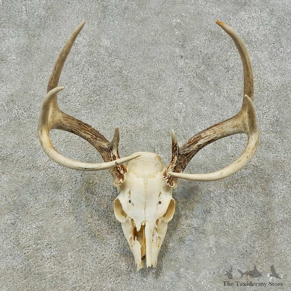 Whitetail Deer Skull European Mount For Sale #16248 @ The Taxidermy Store