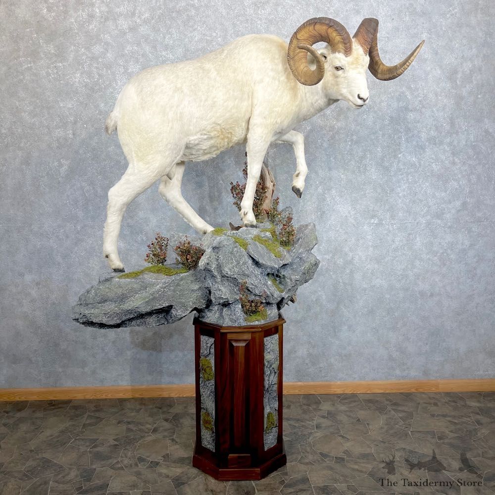 Fannin Sheep Pedestal Taxidermy Mount #24419 For Sale - The Taxidermy Store