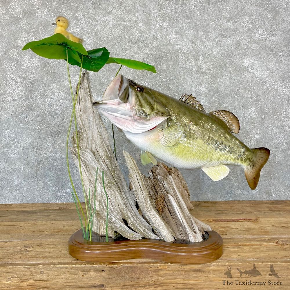 Largemouth Bass Fish Mount For Sale #24745 @ The Taxidermy Store