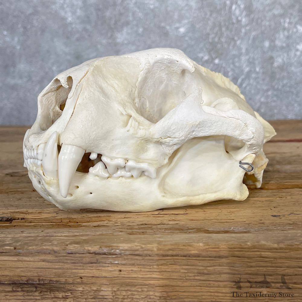 Mountain Lion Full Skull #25049 @ The Taxidermy Store