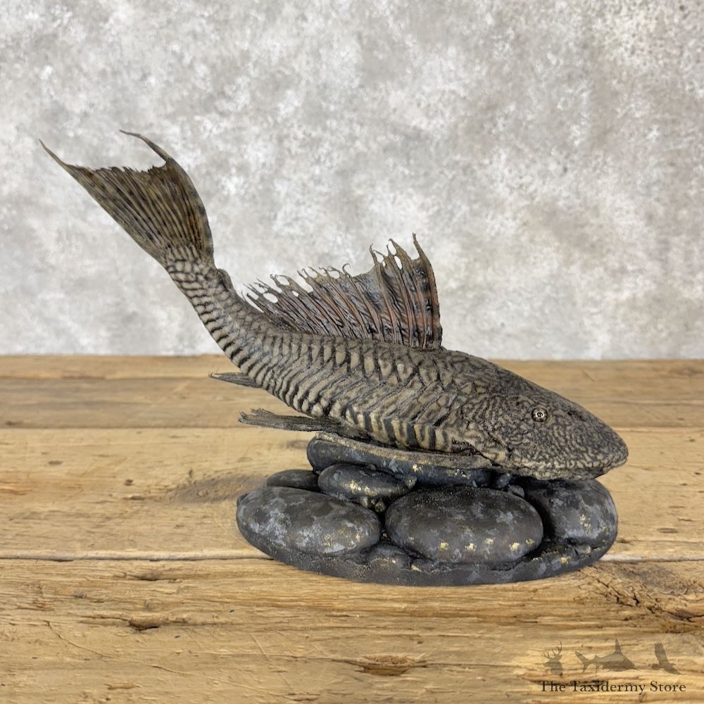 Suckermouth Catfish Pleco Fish Mount For Sale #30306 @ The Taxidermy Store