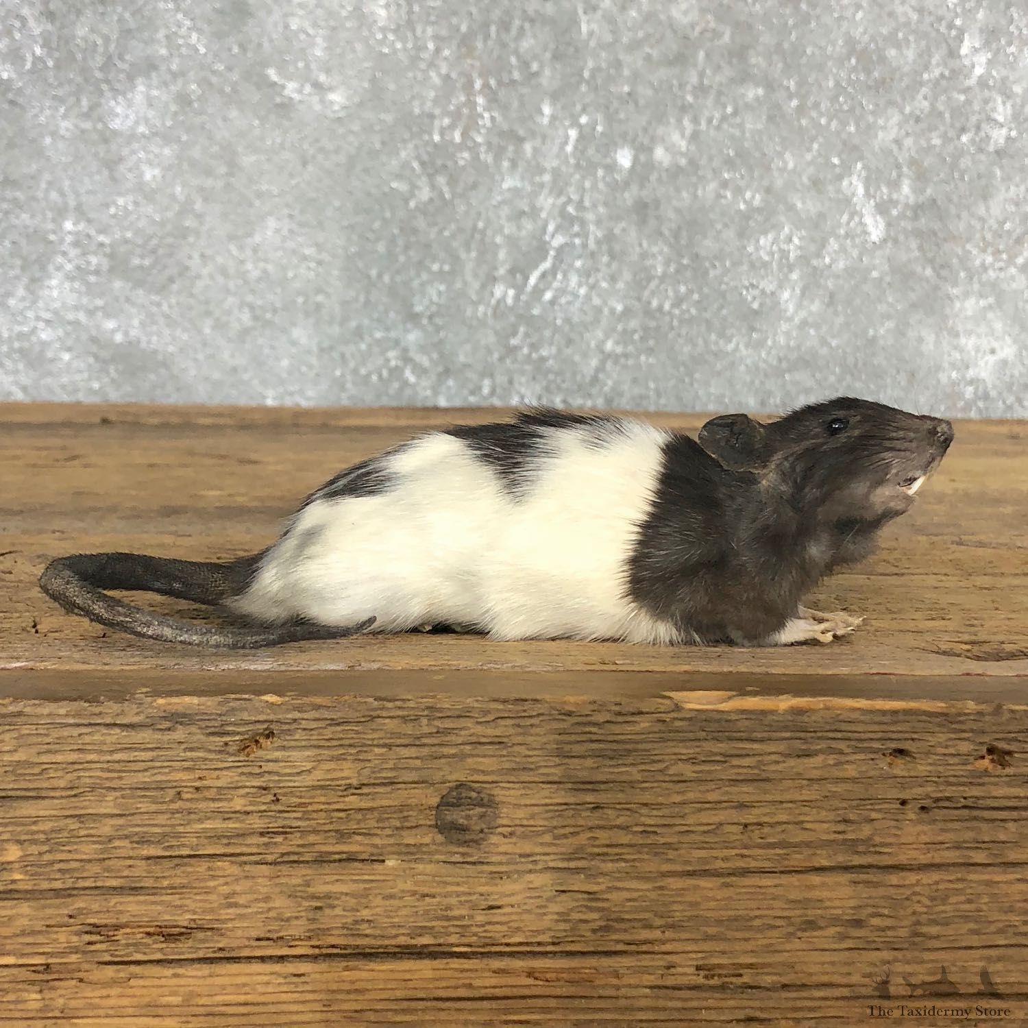 Fancy Rat Life Size Taxidermy Mount #19849 For Sale @ The Taxidermy Store