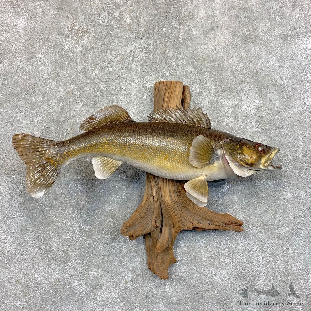 Walleye Taxidermy Fish Mount #23551 For Sale @ The Taxidermy Store