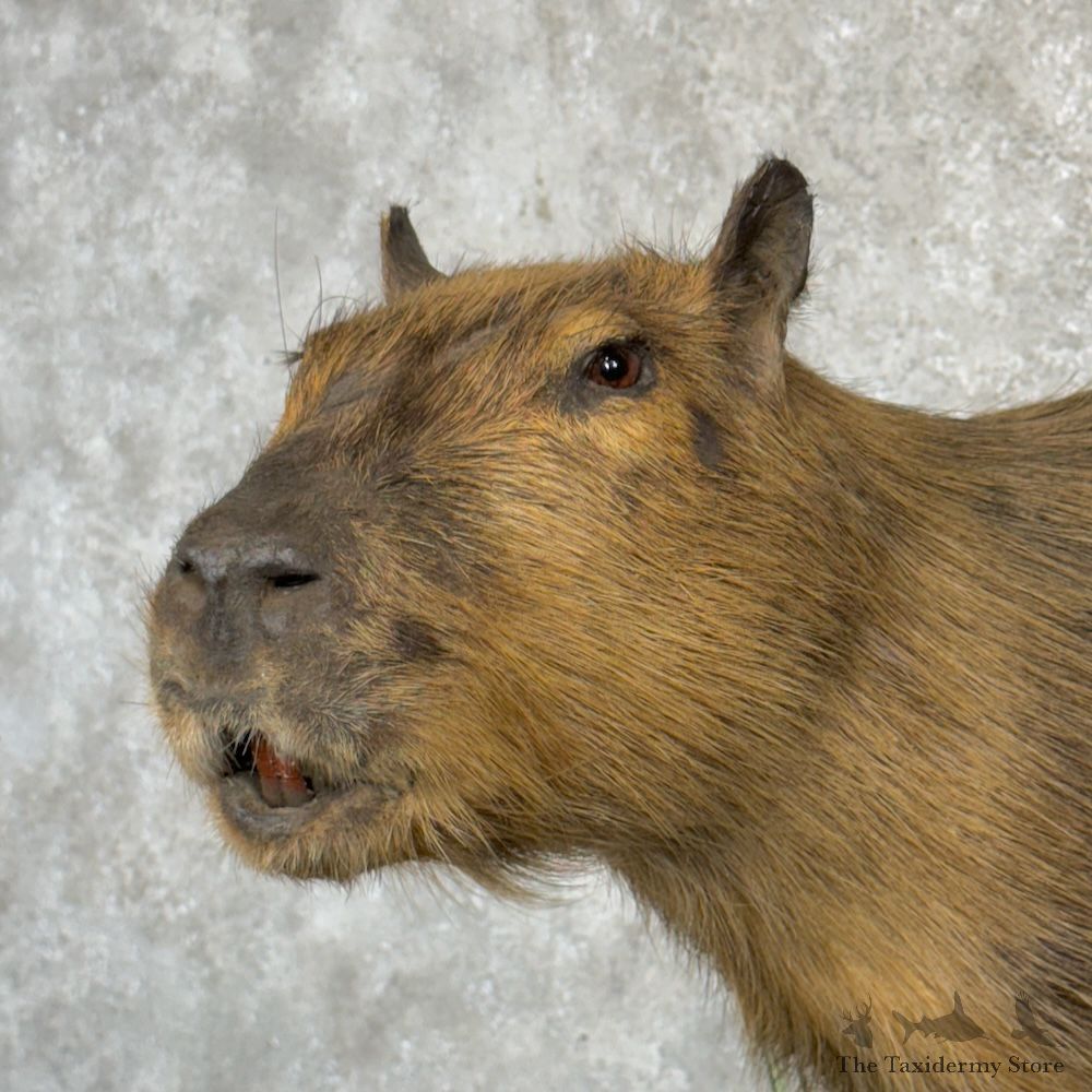 Capybara Life-Size Mount For Sale #29735 @ The Taxidermy Store