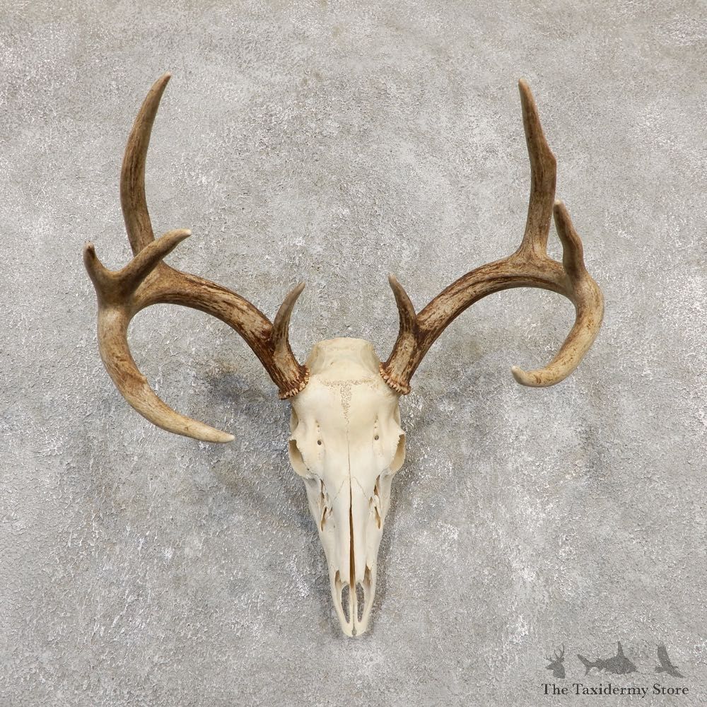Whitetail Deer Skull European Mount For Sale #20167 @ The Taxidermy Store