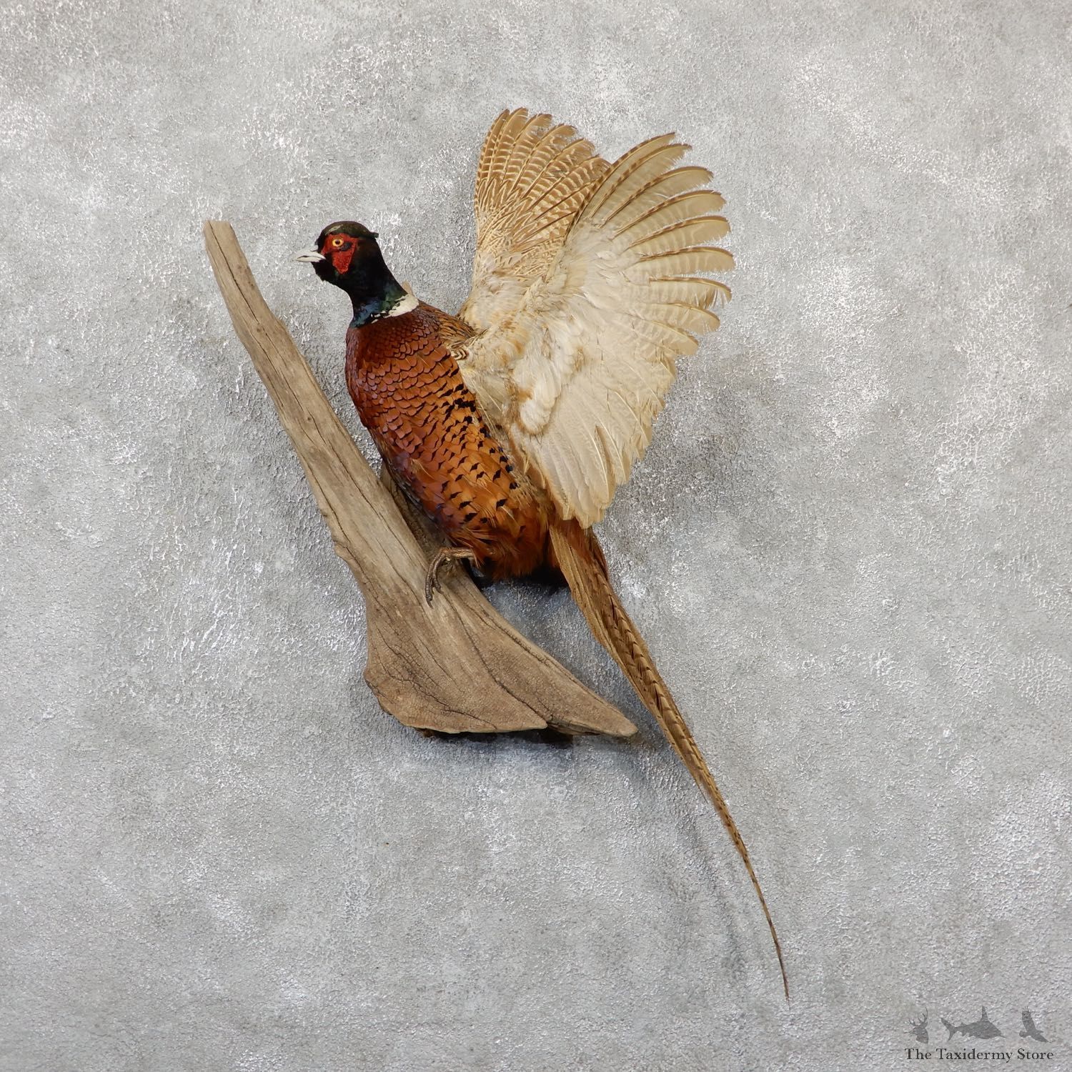 Ringneck Pheasant Bird Mount For Sale #19336 @ The Taxidermy Store