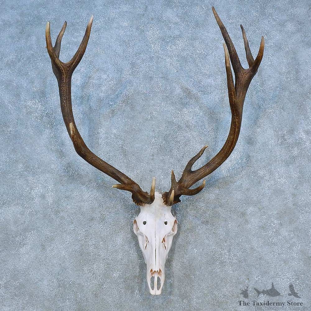 Red Stag Skull Antler European Mount For Sale #15520 @ The Taxidermy Store