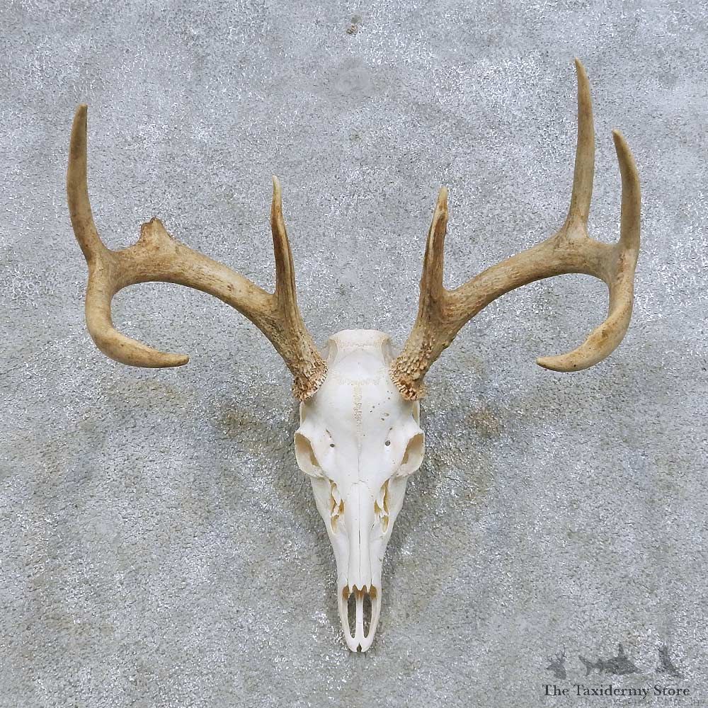 Whitetail Deer Skull European Mount For Sale #14642 @ The Taxidermy Store