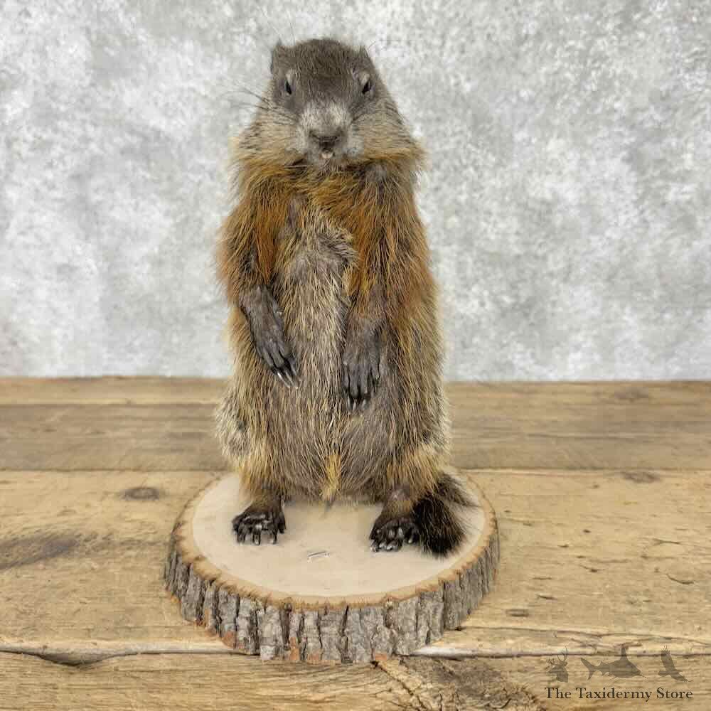 Juvenile Woodchuck Life-Size Mount For Sale #30829 @ The Taxidermy Store