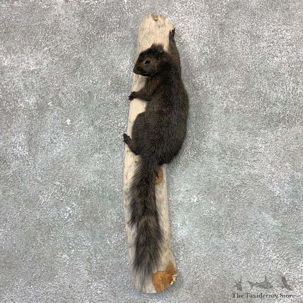 Grey Squirrel Life-Size Mount For Sale #23024 @ The Taxidermy Store