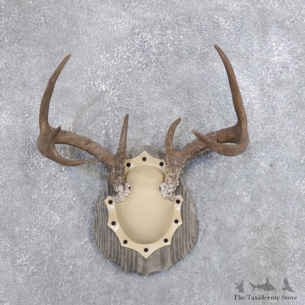 Whitetail Deer Antler Plaque Mount For Sale #18716 @ The Taxidermy Store
