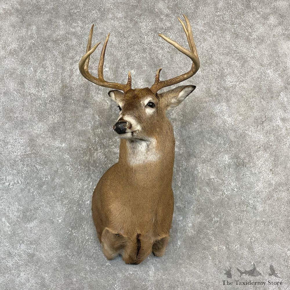 Whitetail Deer Shoulder Mount For Sale #27140 - The Taxidermy Store