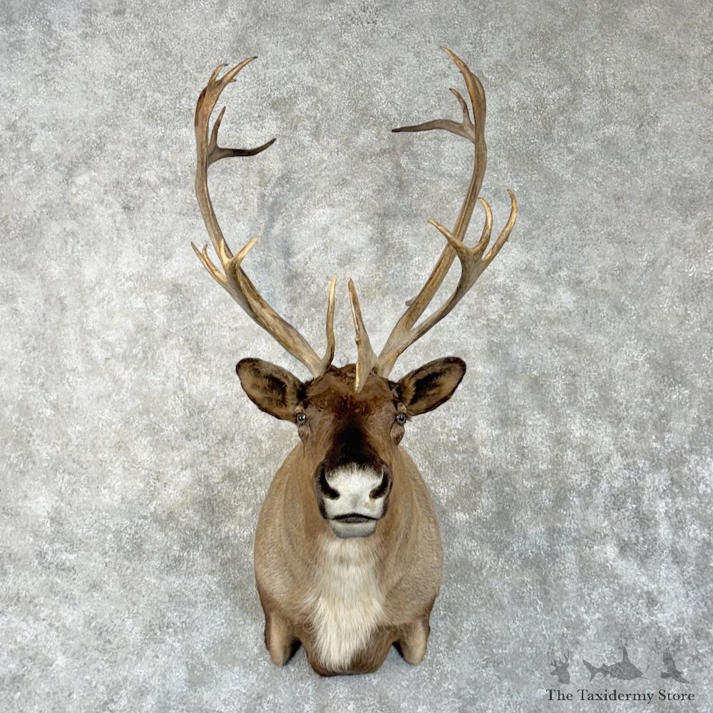 Barren Ground Caribou Shoulder Mount For Sale #29959 @ The Taxidermy Store