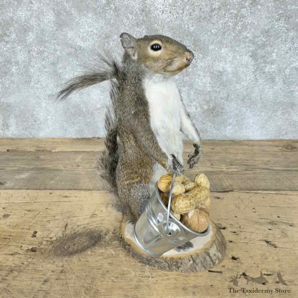 Grey Squirrel Novelty Mount For Sale #30592 @ The Taxidermy Store