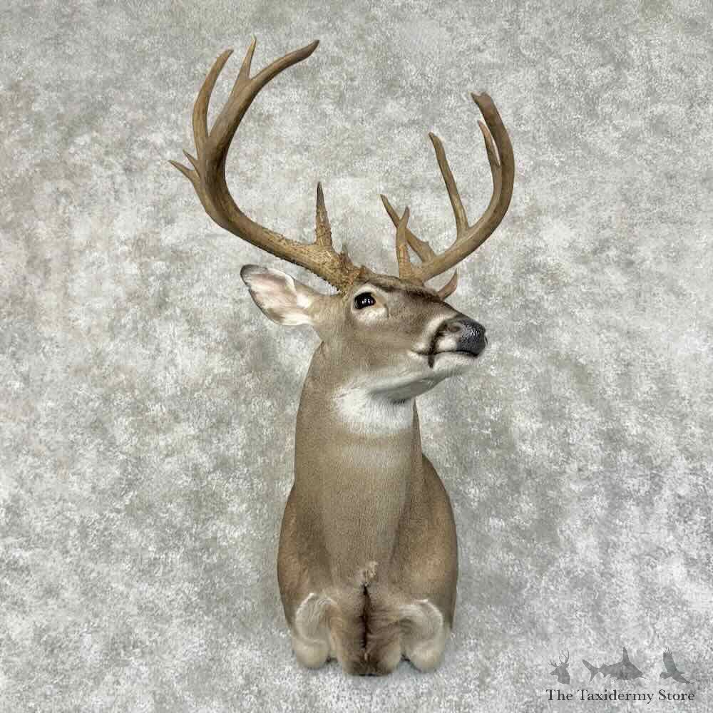 Texas Whitetail Deer Shoulder Mount For Sale #31166 @ The Taxidermy Store