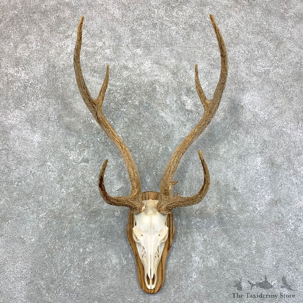 Axis Deer Plaque Mount For Sale #23557 @ The Taxidermy Store