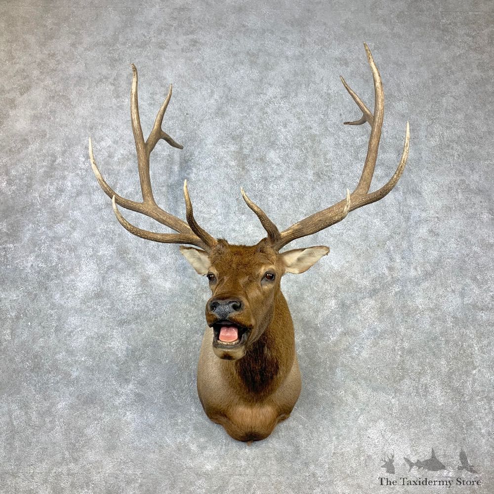 Rocky Mountain Elk Shoulder Mount For Sale #23298 @ The Taxidermy Store