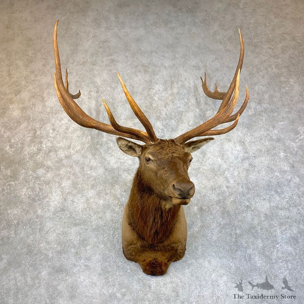 Rocky Mountain Elk Shoulder Mount For Sale #23877 @ The Taxidermy Store