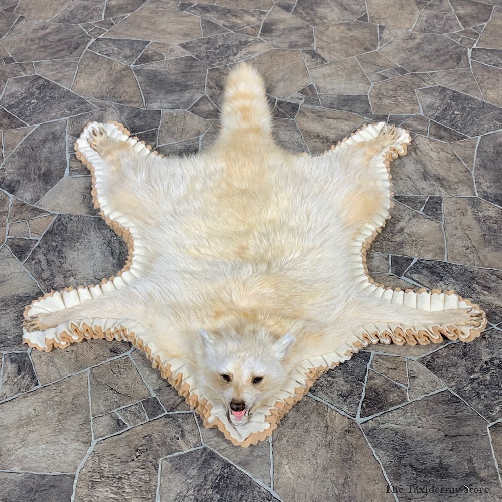 Raccoon Full-Size Rug Mount For Sale #22540 @ The Taxidermy Store