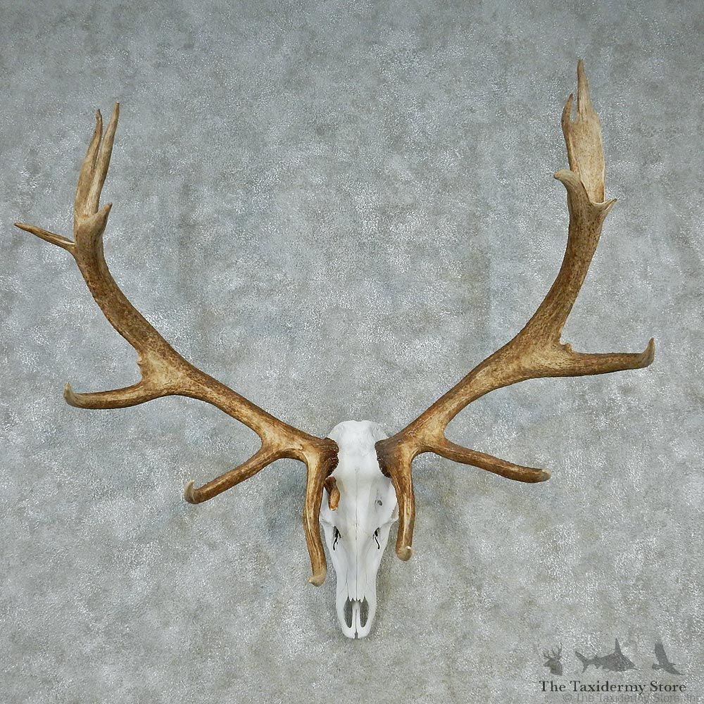 Elk Antler Taxidermy European Mount #12609 For Sale @ The Taxidermy Store