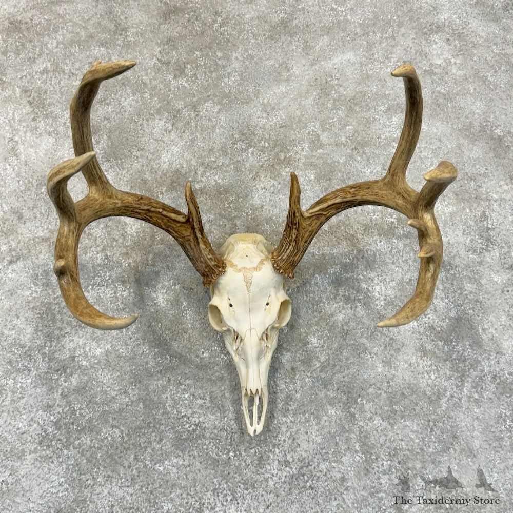 Whitetail Deer Skull European Mount For Sale #29246 @ The Taxidermy Store