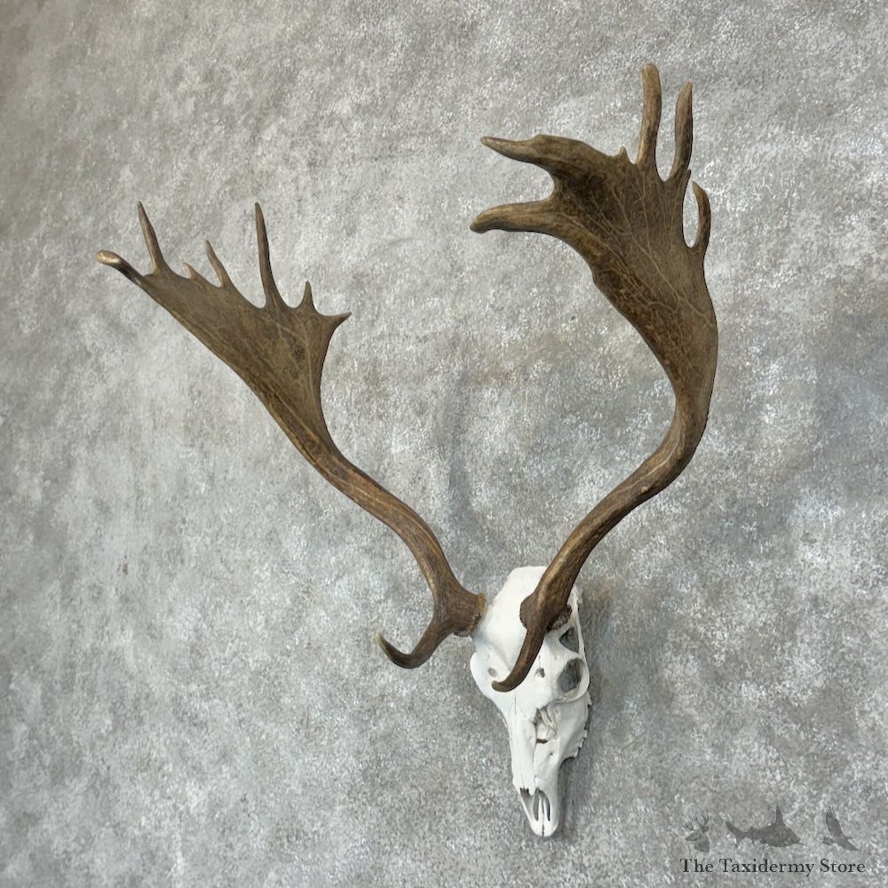Fallow Deer Skull Antler European Mount For Sale #29422 @ The Taxidermy Store