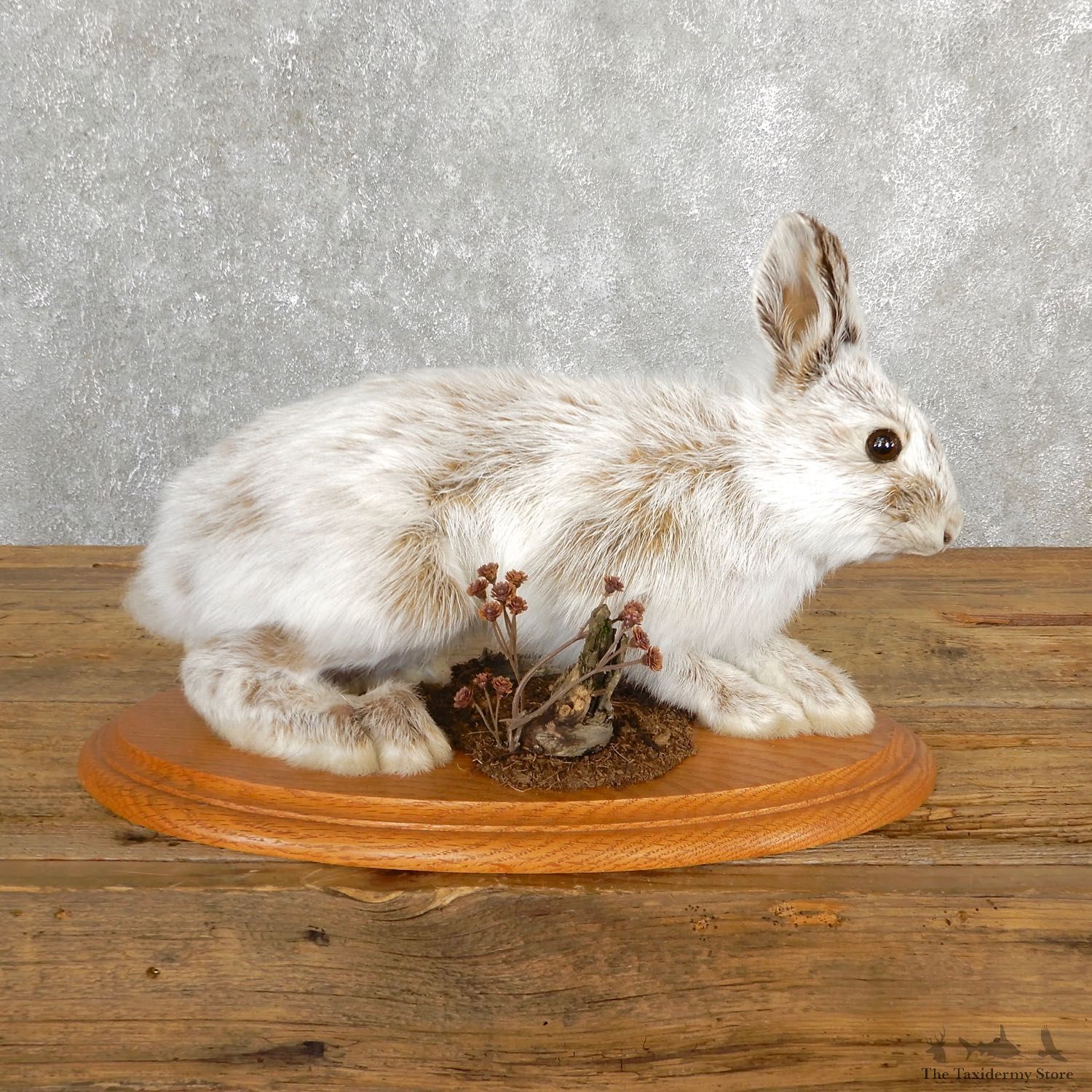Snowshoe Hare Rabbit Mount #19703 For Sale @ The Taxidermy Store