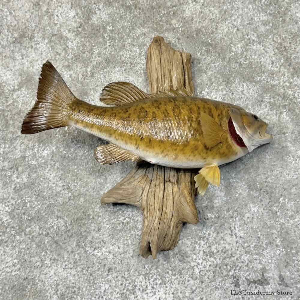 Smallmouth Bass Fish Mount For Sale #31278 @ The Taxidermy Store