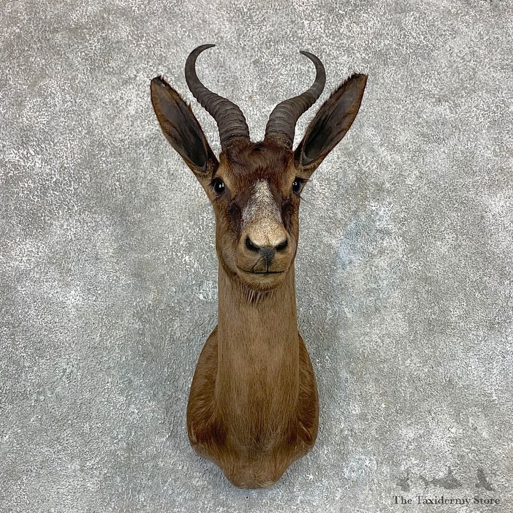 Black Springbok Shoulder Mount For Sale #23399 @ The Taxidermy Store