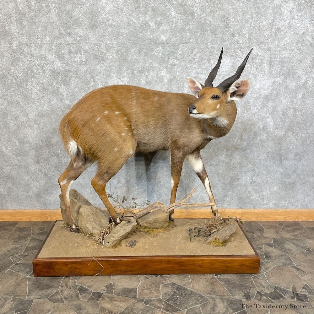 Chobe Bushbuck Life-Size Taxidermy Mount #25299 For Sale @ The Taxidermy Store