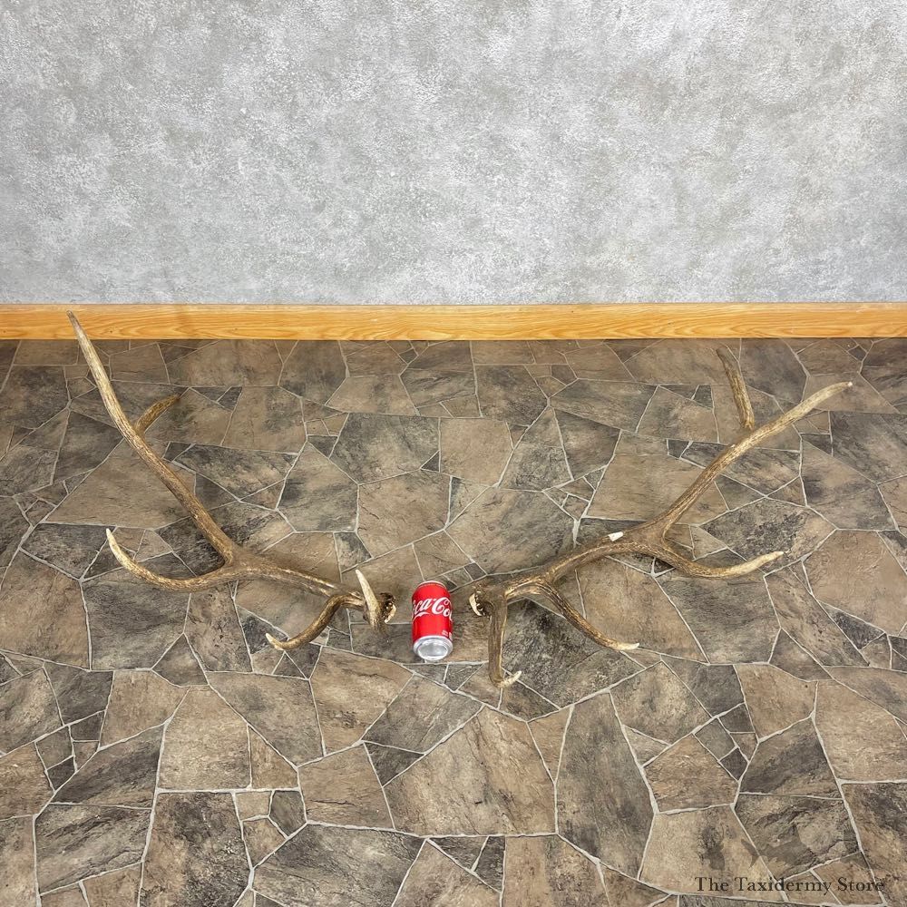 Elk Antler Craft Pack For Sale #25098 @ The Taxidermy Store
