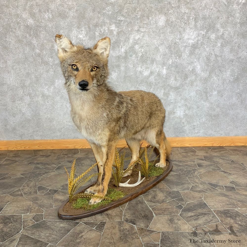 Coyote Life-Size Mount For Sale #22005 @ The Taxidermy Store