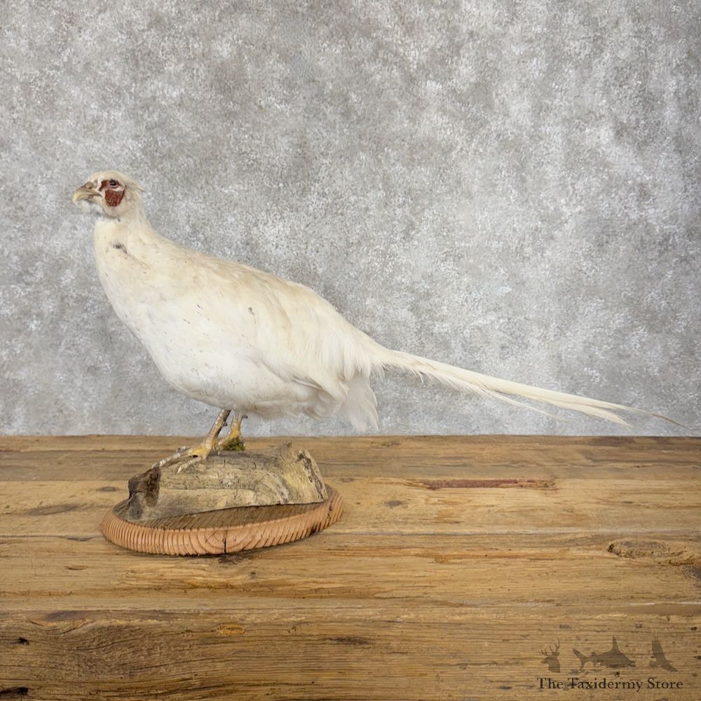 White Pheasant Bird Mount For Sale #29901 @ The Taxidermy Store