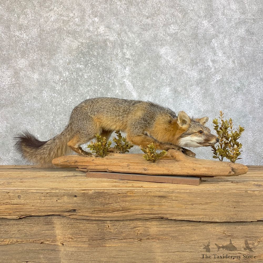 Grey Fox Life-Size Mount For Sale #23927 @ The Taxidermy Store