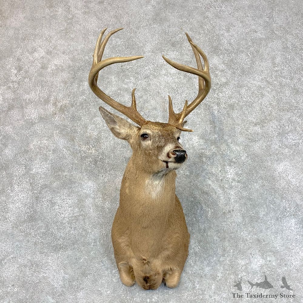 Whitetail Deer Shoulder Mount #22791 For Sale - The Taxidermy Store